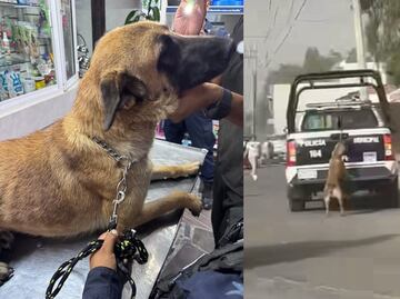 Video viral: Indigna en redes perrita arrastrada por patrulla en Tizayuca; policía explica lo que pasó