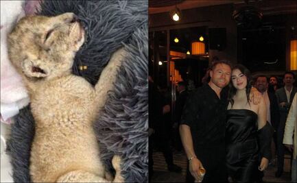 Critican a hija del Canelo Álvarez por mostrar a un cachorro de león como mascota