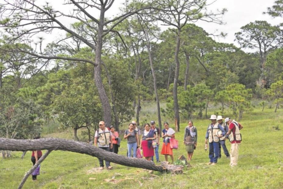 Juntos "Camaleones" y "Guardianas" protegen bosques