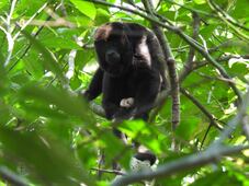 Liberan a 30 monos aulladores en zona selvática del sur de Veracruz; se trata de una especie en peligro de extinción