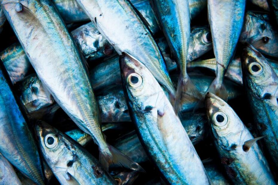Pescado azul. Foto: Freepik