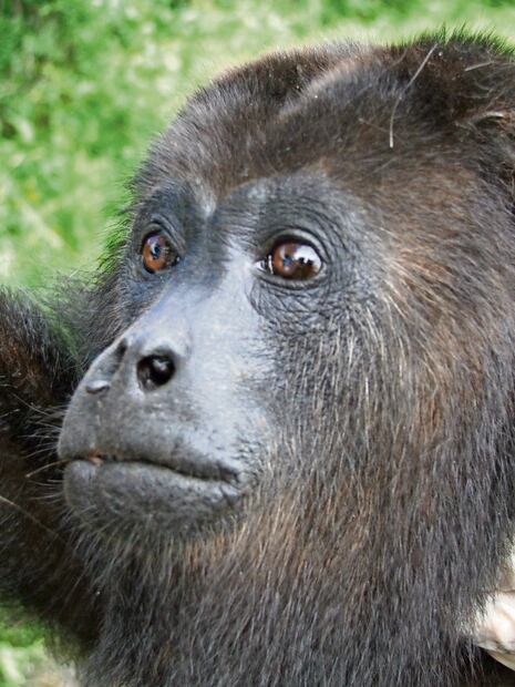 Ladridos que amenazan al mono aullador