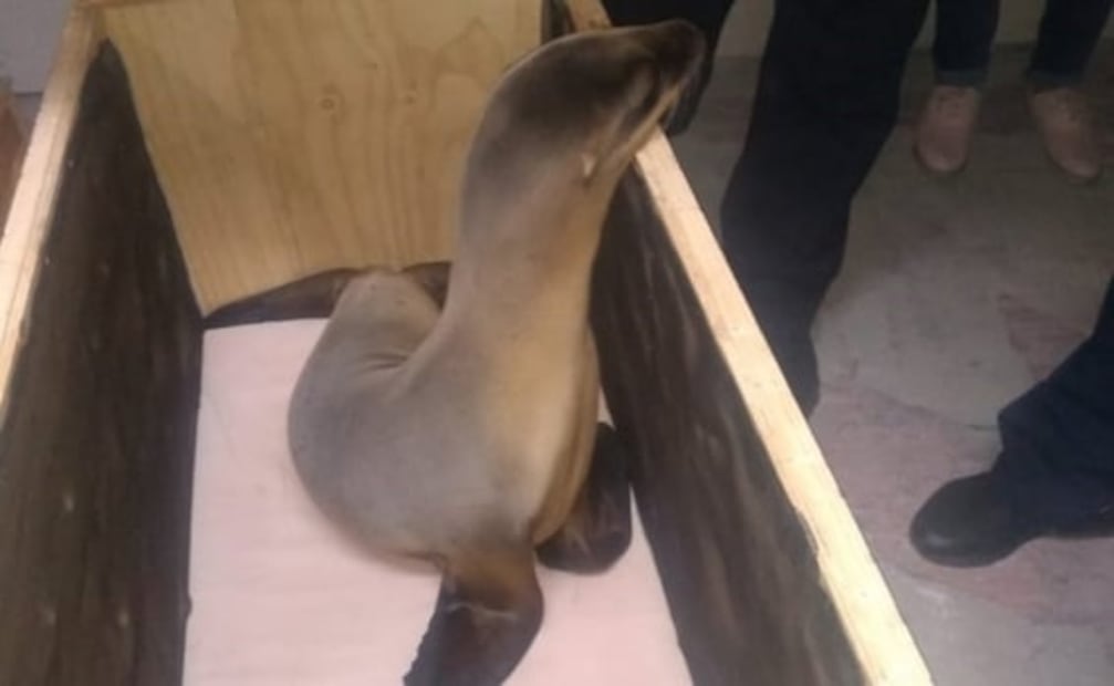 Caen dos por transportar lobos marinos en la CDMX sin permisos