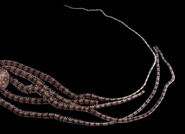 Endemic brittle stars discovered in Mexico show how cave fauna has adapted to extreme environments