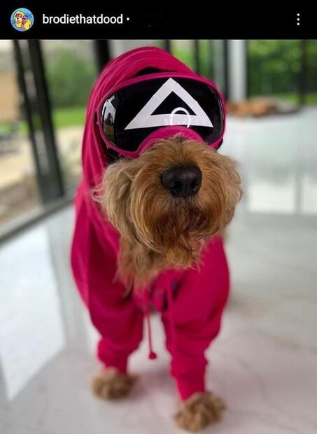 Los disfraces de Halloween más adorables para tu mascota