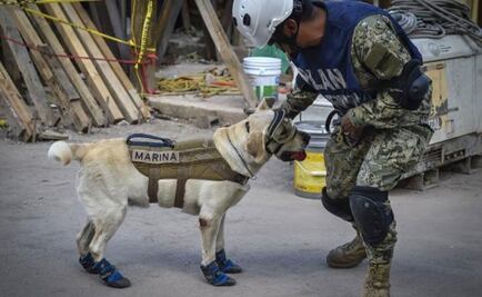 Rescue dogs, the four-legged heroes