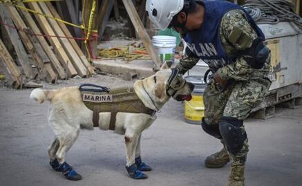 Rescue dogs, the four-legged heroes