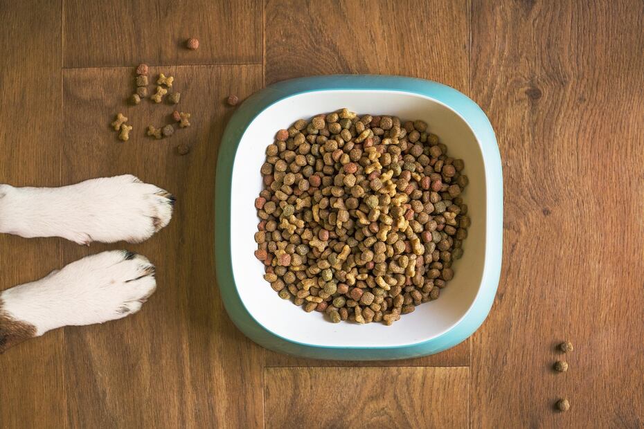 Comida para perro. Fuente: Pixabay