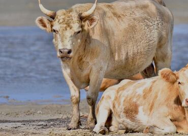 Las vacas que se llevó el huracán Dorian y aparecieron vivas meses después