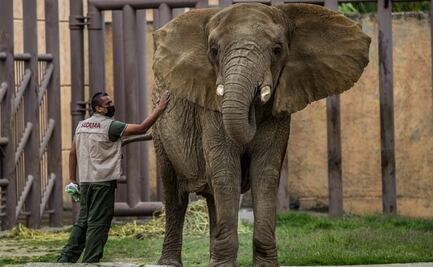 Impulsan comisión en Congreso por elefanta Ely; activistas insisten en malas condiciones