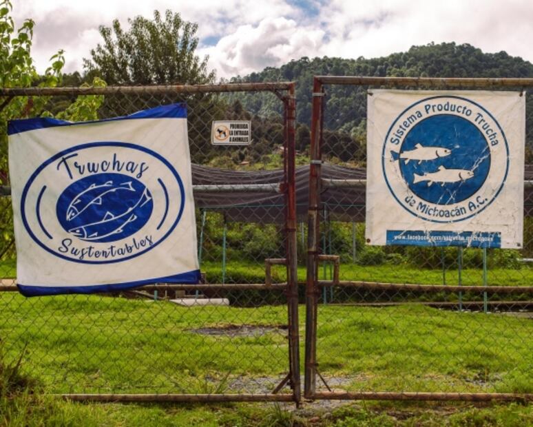 Los beneficios de comer pescados y mariscos sustentables