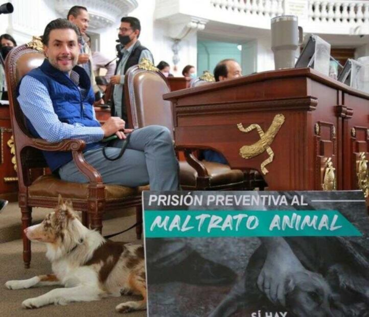 Buscan endurecer penas contra maltrato animal con hasta 18 años de cárcel en CDMX