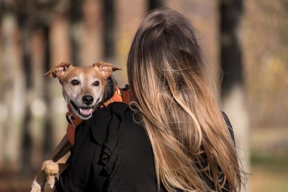 Cómo saber dónde está tu perro en tiempo real usando tecnología