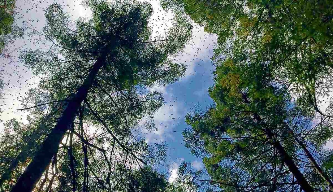Durante su estado de letargo, las mariposas monarca son vulnerables a sonidos fuertes y a luces muy intensas. Foto: Luis Carrera / EL UNIVERSAL