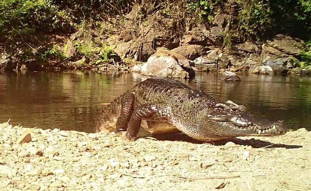 Foto: AFP PHOTO / Kaeng Krachan National Park