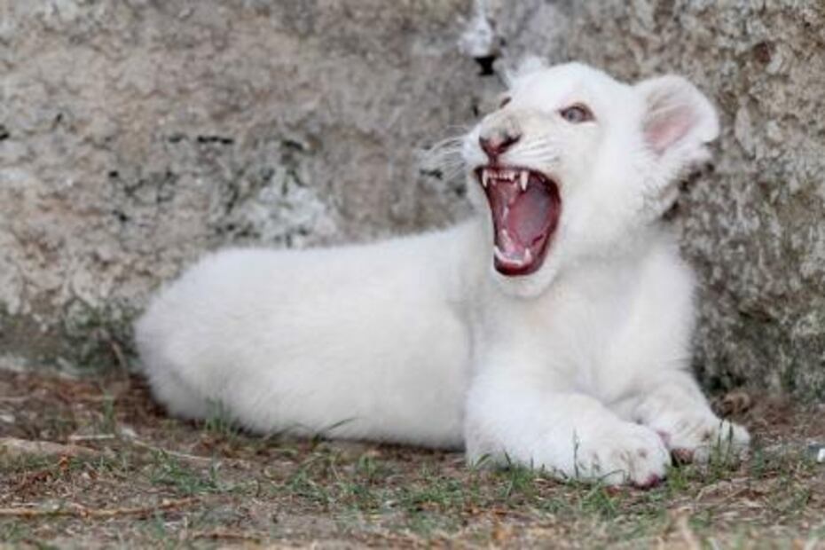 Nombran “Xonotli” a cachorro de león blanco de Tlaxcala