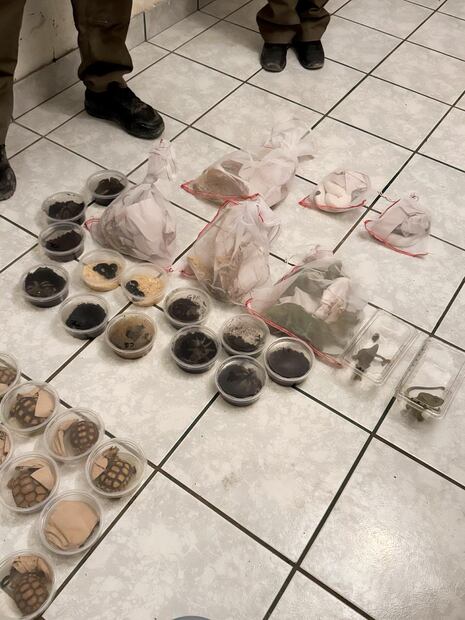 Profepa asegura 377 aves y reptiles que serían traficados en Chihuahua; no hay ningún detenido. Foto: Especiales