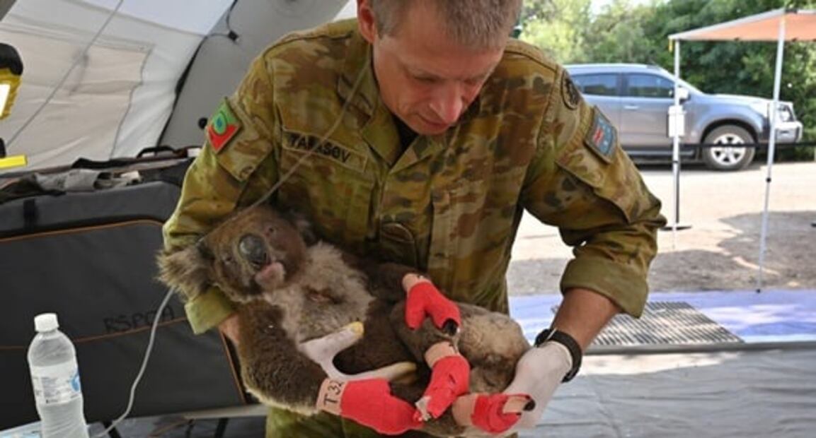 Improvisan hospital en Australia para salvar a koalas de los incendios