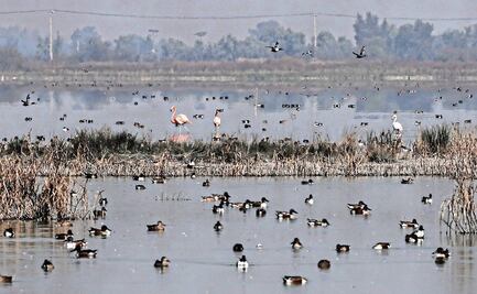 En 2025, llegaron más de 250 aves migratorias al Lago de Texcoco: Conagua; invitan a conocer familia de flamencos rosados