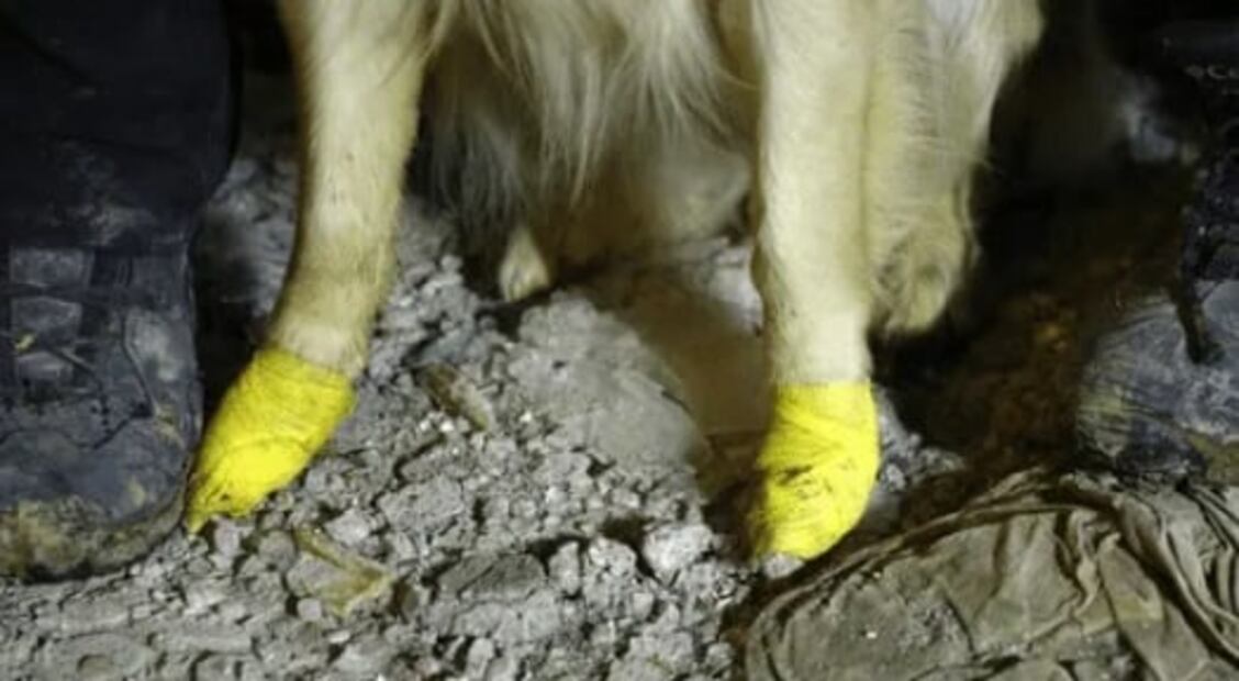 Lastimado y cortado de sus patitas, Kopuk rescata 5 personas de los escombros en Turquía
