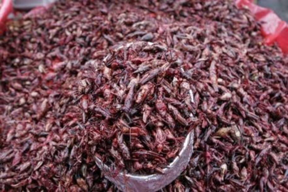 ​Entérate. Dónde comprar insectos comestibles