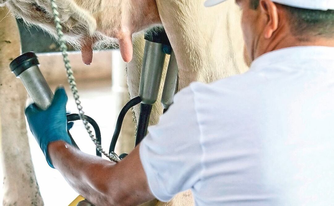 Consumo. De acuerdo con los ganaderos, el consumo de leche en México es de 15 mil millones de litros. ARCHIVO EL UNIVERSAL