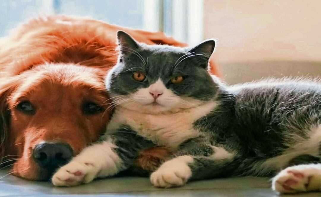 No se fijó ninguna fecha límite para inscribir a las mascotas en el Registro Único de Animales de Compañía (RUAC). Foto: Archivo EL UNIVERSAL