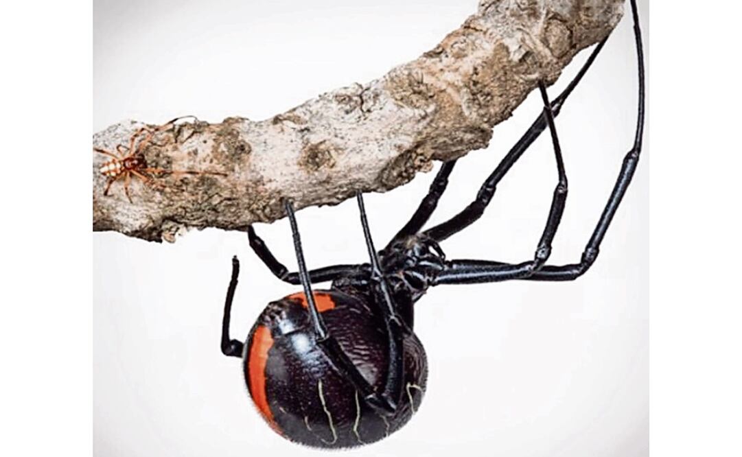 Foto: Archivo EL UNIVERSAL 