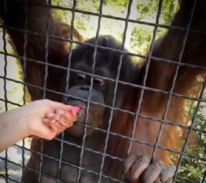 La boxeadora le acercó el vape al animal en múltiples ocasiones. Foto: X