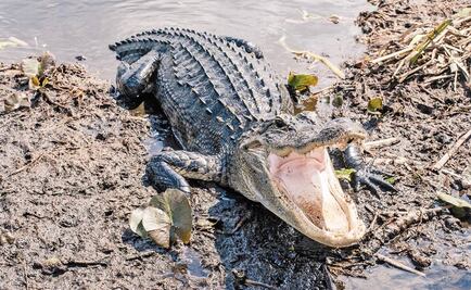 Tirar drogas en retrete puede crear "caimanes adictos", advierte Policía de EU