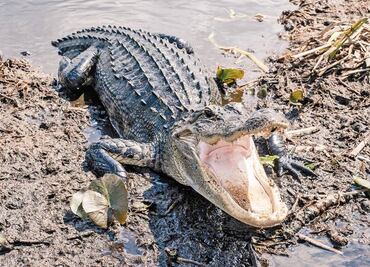 Tirar drogas en retrete puede crear "caimanes adictos", advierte Policía de EU