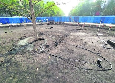 El ahuehuete de Paseo de la Reforma “está muy bien, ha tenido brotes”: Sedema