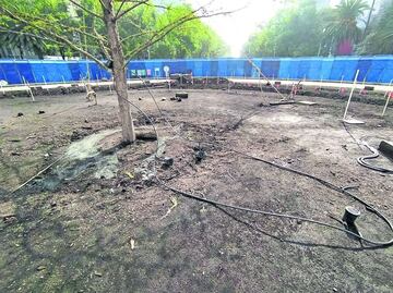 El ahuehuete de Paseo de la Reforma “está muy bien, ha tenido brotes”: Sedema