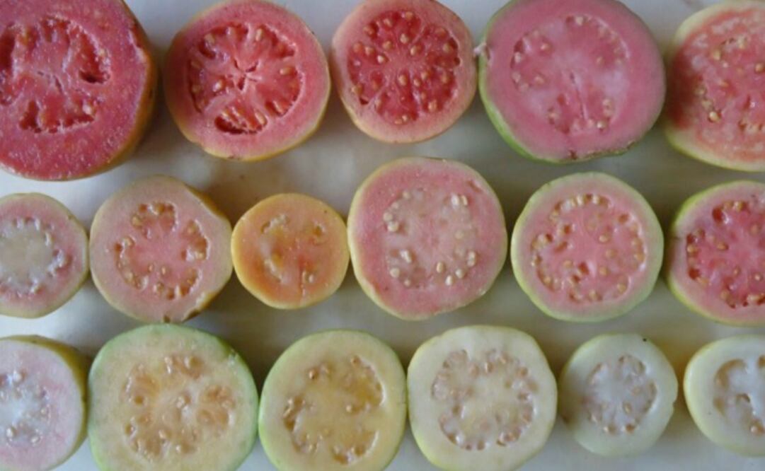 Foto: CORTESÍA CONACYT