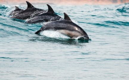 Delfines se "apoderan" de la costa en Huatulco