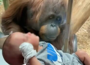 Instinto maternal: el conmovedor pedido de un orangután a una mujer en el zoológico