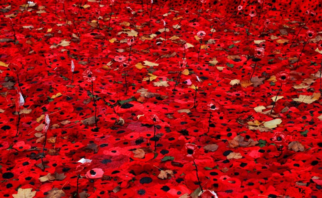 More than 15,000 remembrance poppies, hand made by local craft groups, schools and care homes to mark the centenary of the end of First World War, in Herftord, Britain - Photo: Andrew Couldridg