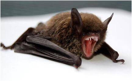 Hombre muere por rabia tras mordedura de murciélago en Oaxaca; no acudió a recibir atención médica