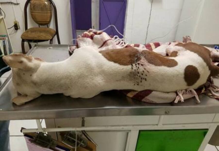 Muere perrita en Tlaquepaque; le tronaron cohete en un ojo