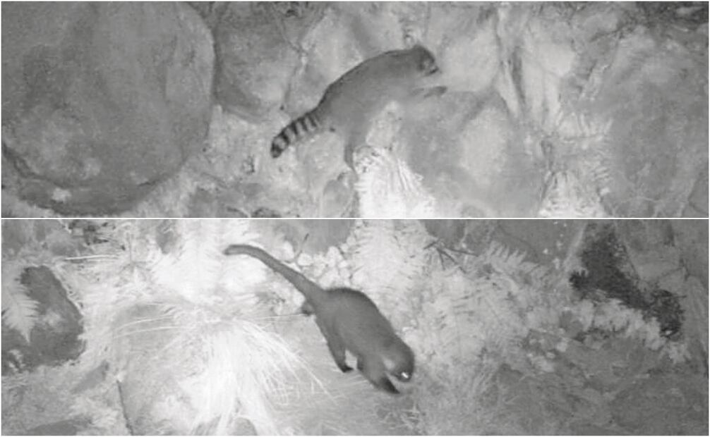 Cámaras de la Sedema han detectado en parques de la capital mapaches y coatíes. Foto: Especial