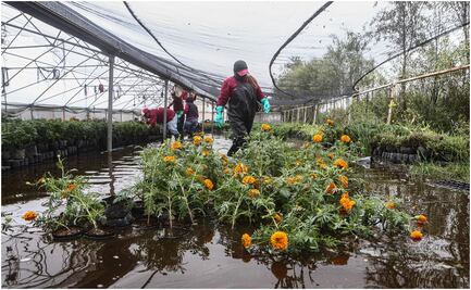 "Habrá que echarle el doble ganas", productores de cempasúchil en Xochimilco; chinampas siguen inundadas en San Luis Tlaxialtemalco tras tromba