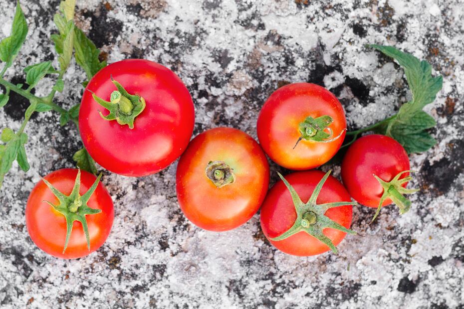 Elegir tomates frescos (sin magulladuras) mejora la efectividad del método de ceniza. Foto: Freepik