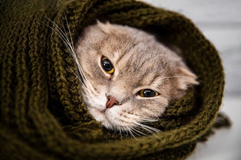 ¿Es necesario tapar a los gatos para dormir? Fuente: Freepik.