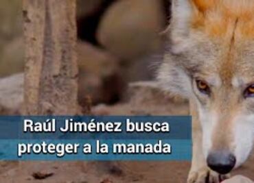 Raúl Jiménez y WWF lideran campaña para salvar al lobo mexicano