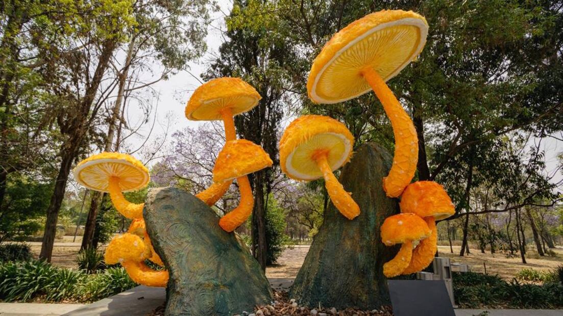 Foto: Bosque de Chapultepec