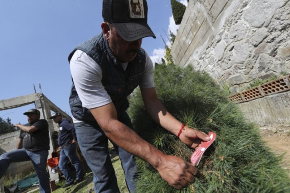 Productores de árboles de Navidad esperan superar las ventas del año pasado en Xonacatlán