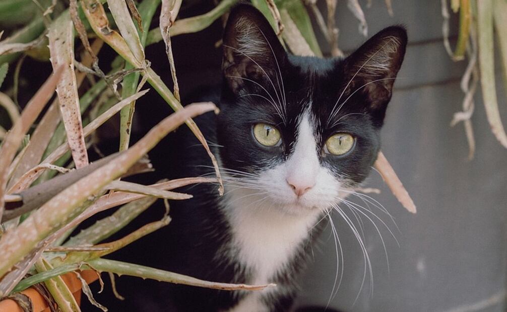 Para permitir un diagnóstico temprano del glaucoma, es importante conocer el lenguaje corporal de tu gato para poder identificar rápidamente cualquier cambio. 

Foto: Producción El Universal 