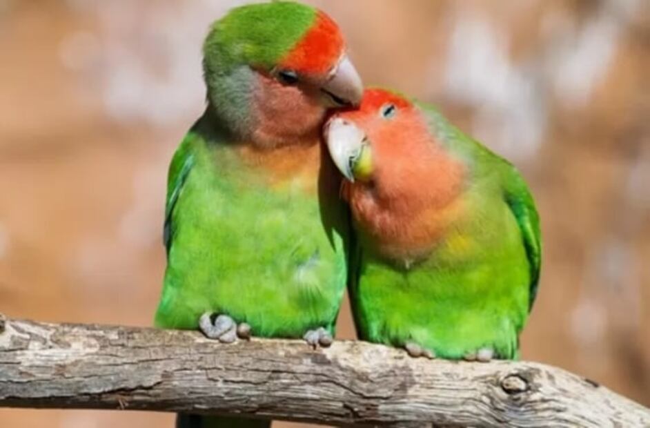 Día de San Valentín: ¿Qué es el amor romántico y por qué existe (de momento)?