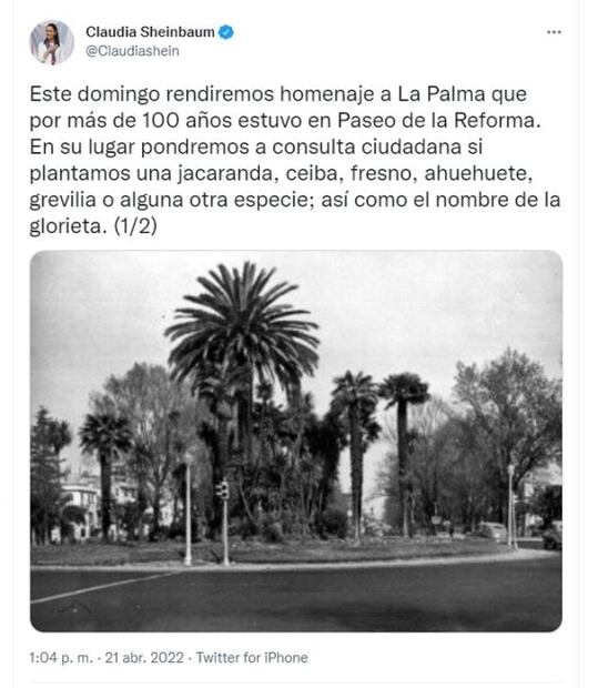 La Palma de más de 100 años en Paseo de la Reforma será retirada