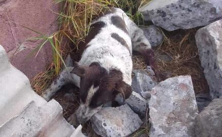 Muere “Manchas”, el perrito usado para entrenar a un pitbull en Edomex